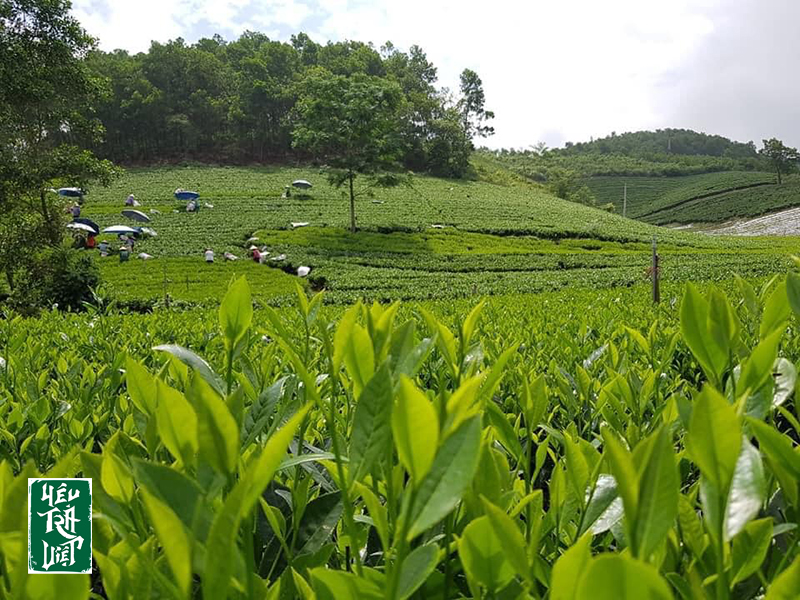 Nhắc đến Thái Nguyên là nhắc đến đắc sản chè Thái 