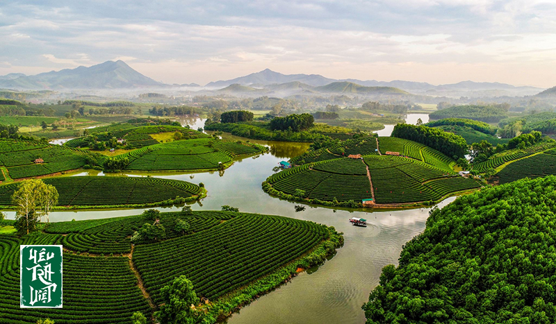 Đồi chè Thanh Chương Nghệ An với nhiều hoạt động du lịch 