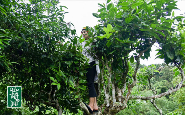 Người dân bản địa đang thu hoạch chè Shan 