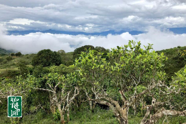 Vùng chè Shan tuyết cổ thụ nguyên sinh tự nhiên