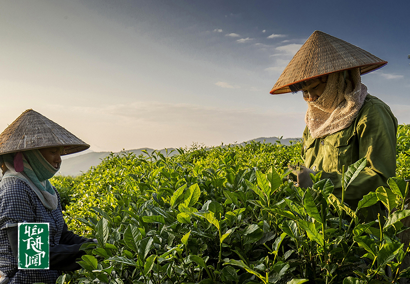 Người dân đang thu haochj trê đồi chè ở Thái nguyên 