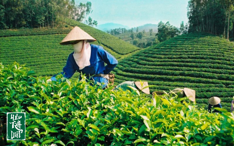 Trên sàn đấu giá của các quốc gia trên thế giới
