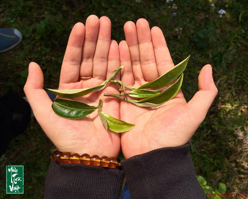 Búp trà cổ thụ Shan Tuyết