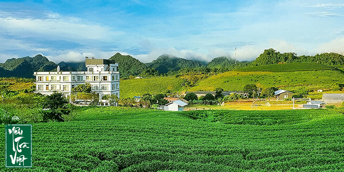 Trà là hồn cốt của Mộc Châu
