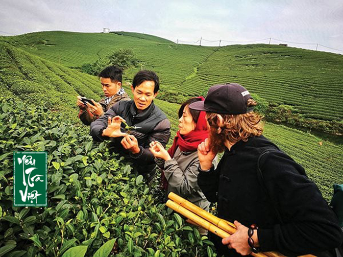 Câu chuyện trà Oolong tại Mộc Châu mà bạn chưa biết