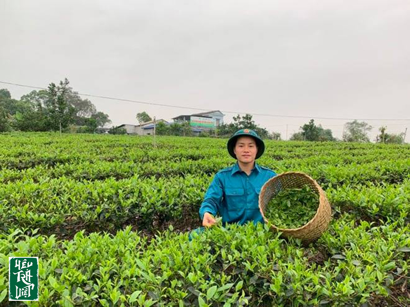 Chàng cử nhân Báo Chí về quê hương Thái Nguyên khởi nghiệp với trà