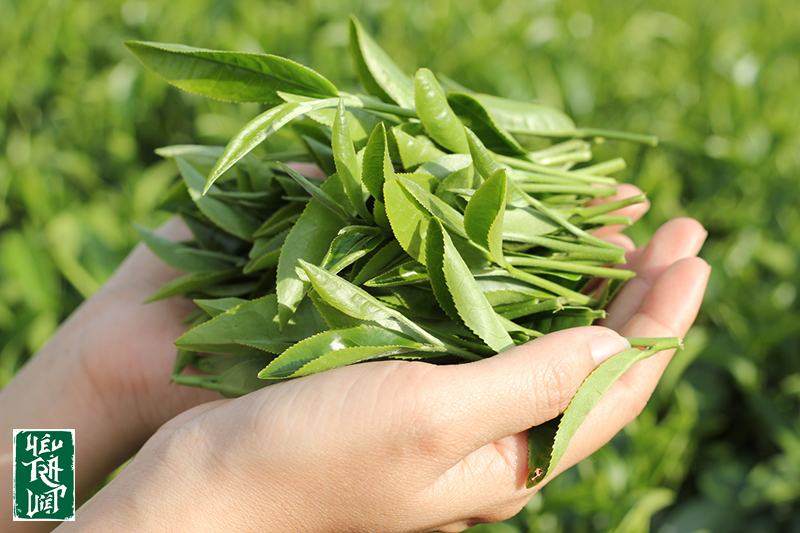 Thành phẩm búp chè sau khi thu hái đúng kỹ thuật