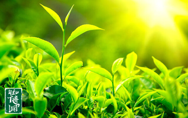 Nước là thành phần quan trọng có những những phầm trà