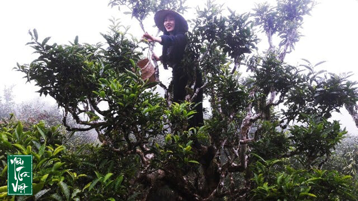 Tìm hiểu và khám phá các vùng chè cổ thủ 