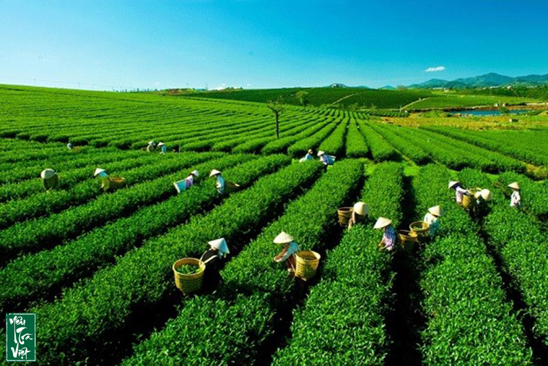 Vùng trà Bảo Lộc
