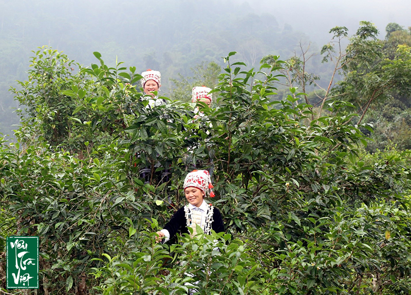 Vùng chè Mường Khương