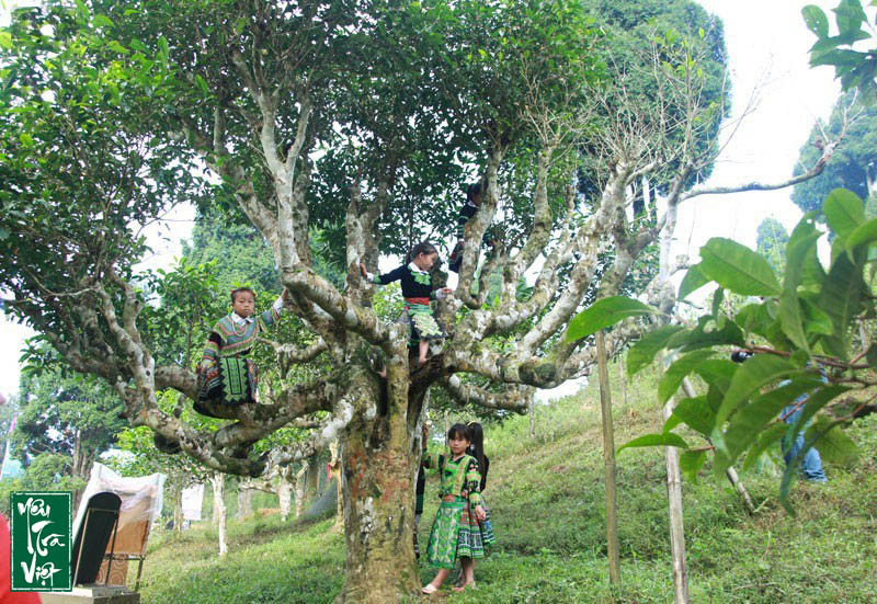 Cây chè Shan tuyết dạng thân gỗ