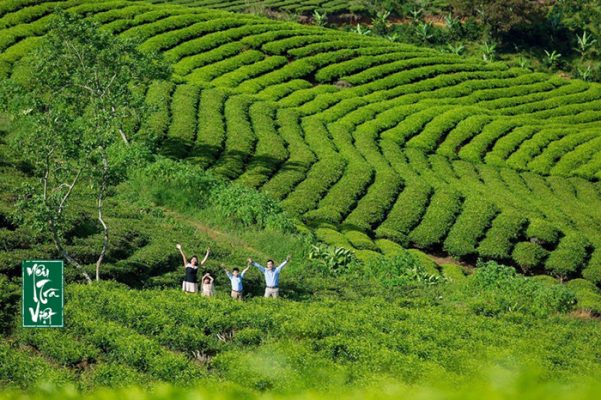 Đồi chè Cầu Đất