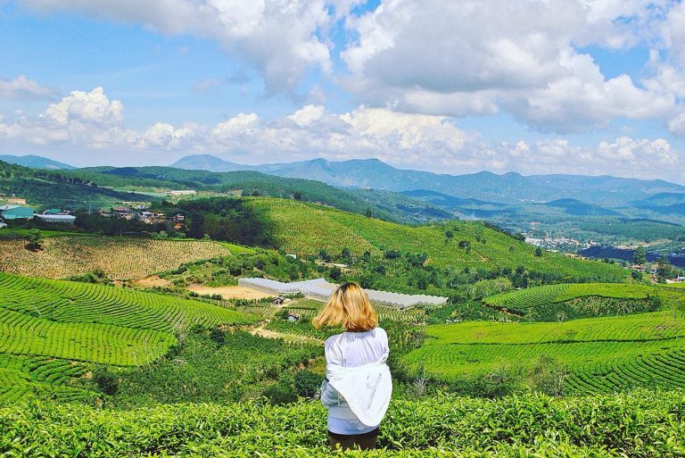 Cầu Đất Farm, vùng chè Ô Long Lâm Đồng