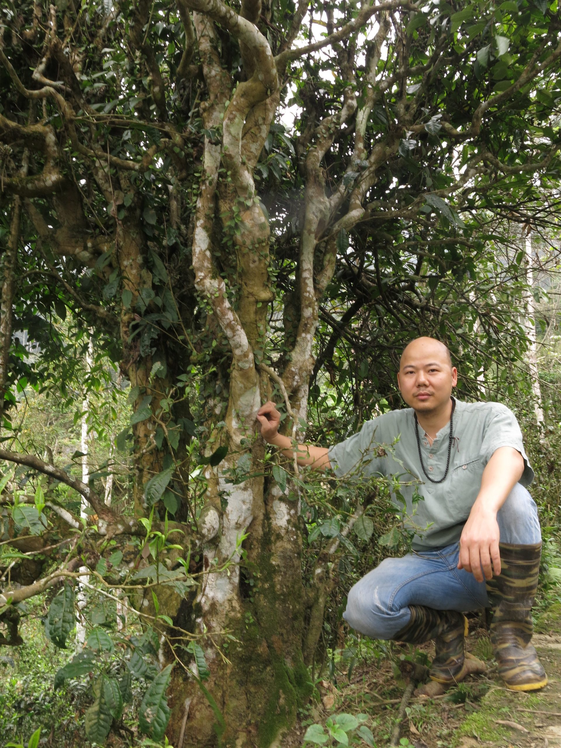 Anh Hùng nhiều lần bôn ba tìm kiếm vùng nguyên liệu chè cổ thụ