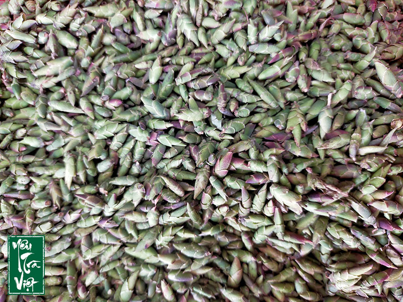 "7, trà Tủa Chùa (Điện Biên) >10. EGCG ở <yoastmark class=