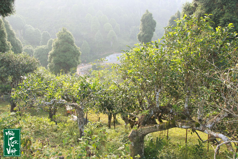 Vùng chè Suối Giàng - Yên Bái