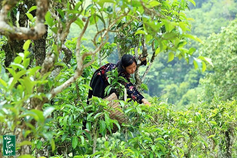 Dòng trà này được làm từ những búp trà của cây chè Shan cổ thụ