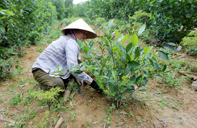 Bà Nguyễn Thị Liên đang vun gốc cho cây chè gần hai năm tuổi. Ảnh: Sơn Thủy