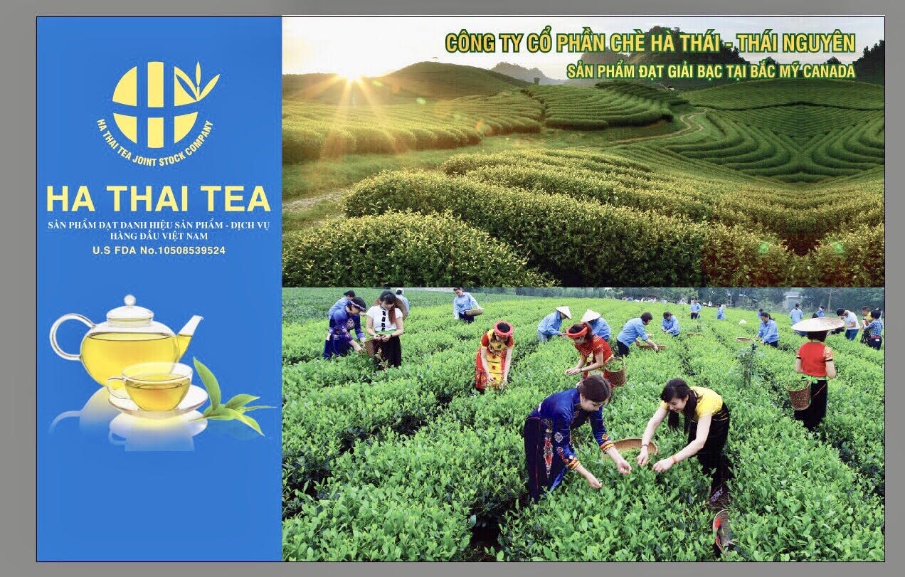 Hà Thái Tea tự hào là thương hiệu chè Thái mang hương vị chè Việt ra khắp thế giới