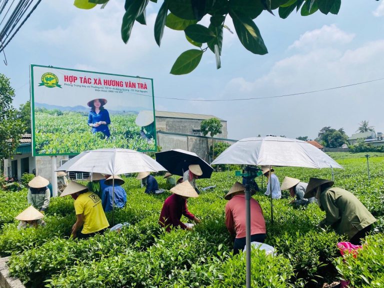 Vùng nguyên liệu của HTX Hương Vân Trà