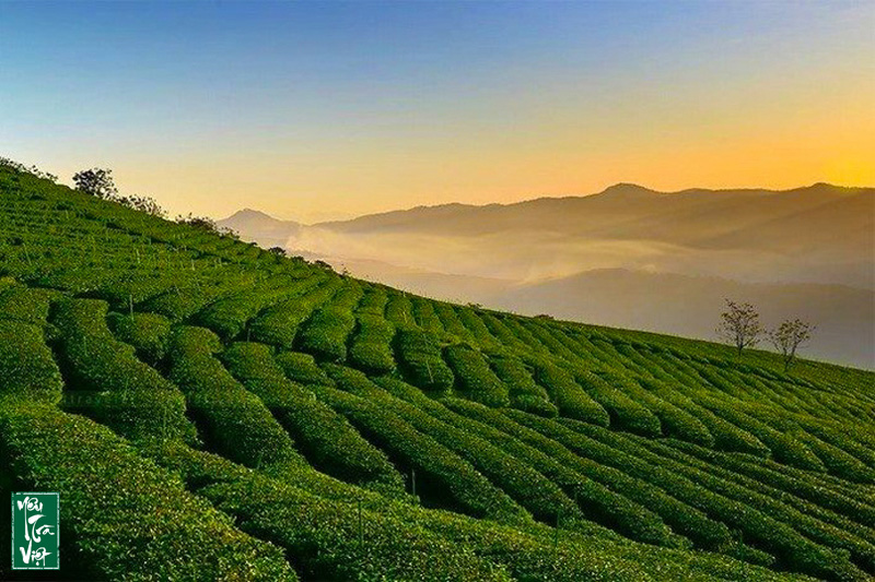 Vùng trồng trà ở Bảo Lộc, Lâm Đồng