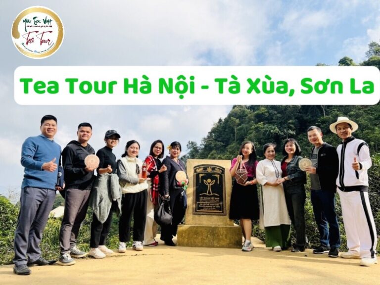 Tea Tour – Trải nghiệm vùng chè Shan Tuyết cổ thụ Tà Xùa, Sơn La cùng Shanam