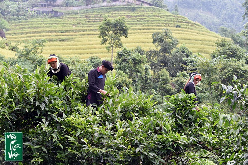 Cây chè Shan tuyết đã gắn liền với đời sống người dân tộc Dao tại Cao Bồ - Hà Giang