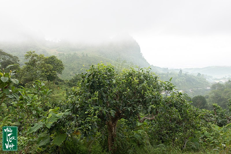 Tea Tour trải nghiệm vùng chè cổ thụ Suối Giàng cùng Yêu trà Việt