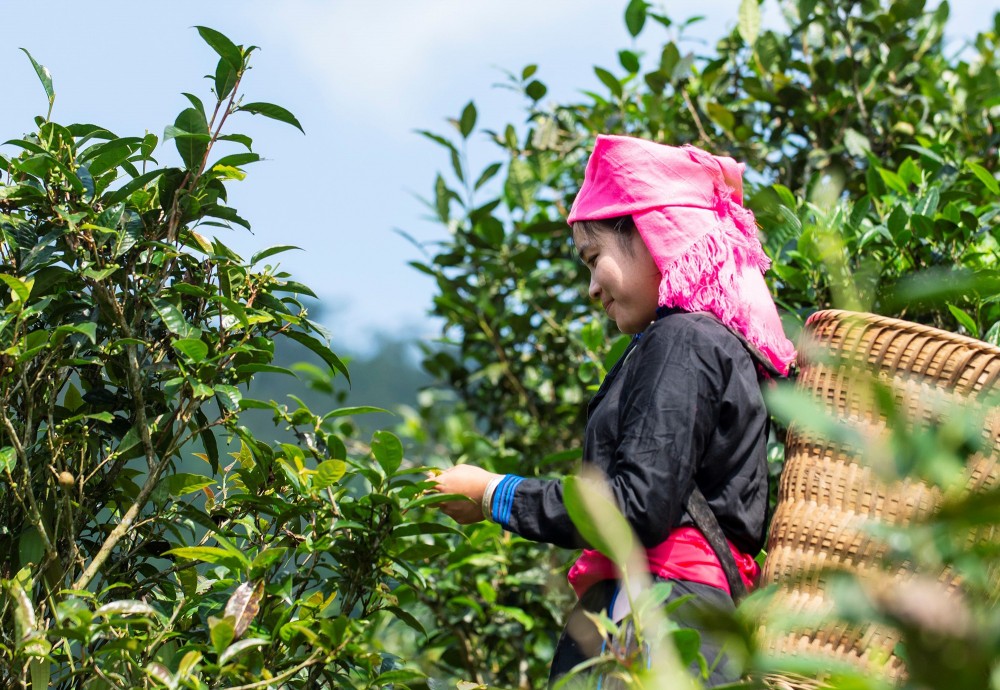 Sản phẩm chè búp tươi được Hợp tác xã nông nghiệp hữu cơ Bắc Hà thu mua với giá từ 17.000 đồng/kg.