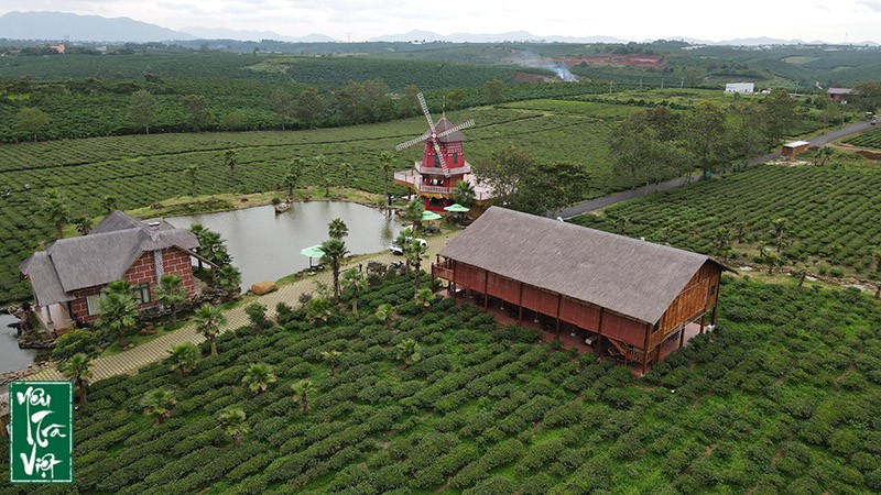 Hành trình khám phá hương trà cao nguyên Bảo Lộc - Lâm Đồng cùng Yêu trà Việt