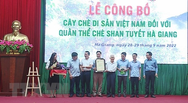 Hội Bảo vệ thiên nhiên và Môi trường Việt Nam công bố và trao quyết định công nhận 1.324 cây chè Shan tuyết của tỉnh Hà Giang là Cây Di sản Việt Nam