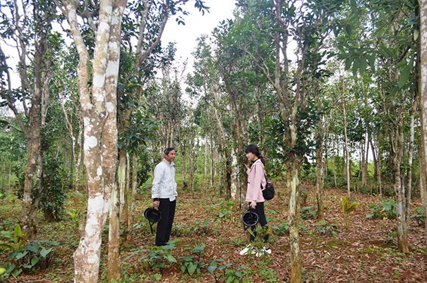 Một vườn chè cổ thụ đặc trưng ở vùng Cùa, thuộc xã Cam Chính, huyện Cam Lộ. (Nguồn: quangtritv.vn)