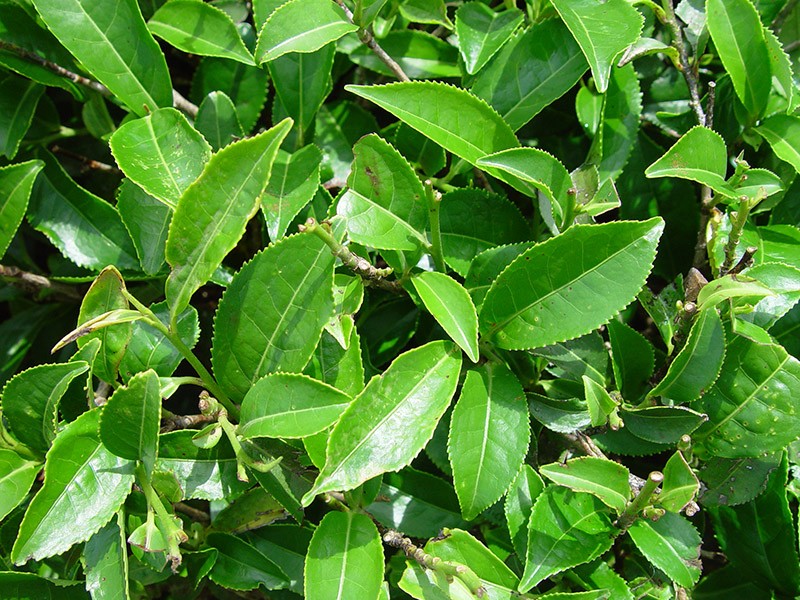 Camellia sinensis là một loài cây bụi thường xanh hoặc cây nhỏ có lá và búp được sử dụng để sản xuất trà