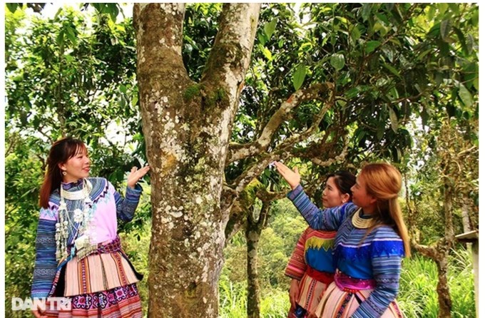 Cây chè tuyết Shan đại thụ quý hiếm ở huyện vùng cao Bắc Hà, tỉnh Lào Cai (Ảnh: Tráng Xuân Cường).