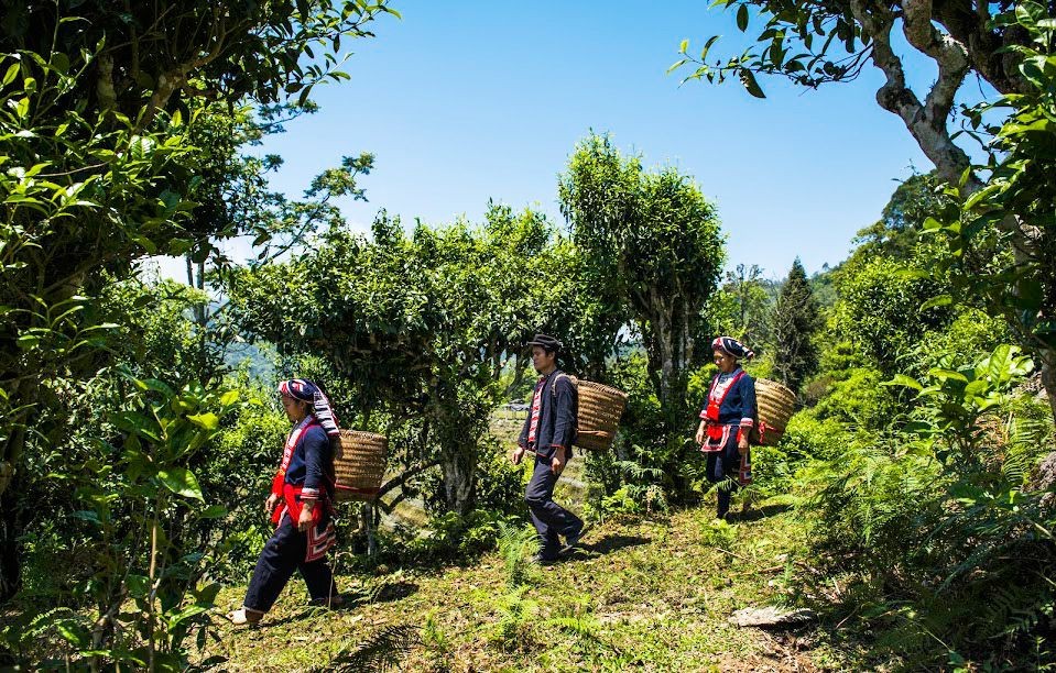 Tra Shan Tuyet Co Thu Ha Giang 7 Loc Tan Cuong