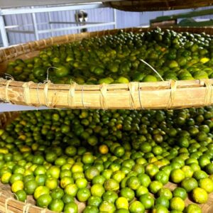 Trà Quýt Cổ Shanam