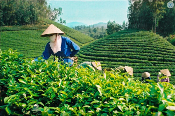 Hơn 30 tỉnh của Việt Nam trồng cây Chè, thức uống hàng đầu thế giới, cực tốt cho sức khỏe