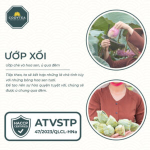 Trà Ướp Sen Hồ Tây CodyTea (Đại Thọ)