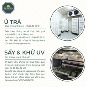 Trà Ướp Sen Hồ Tây CodyTea (Đại Thọ)