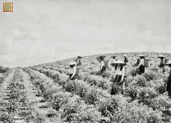 Chè Việt – Hành trình từ Di sản đến Tương lai: Kỳ 1 – Lịch sử thăng trầm của ngành Chè Việt Nam