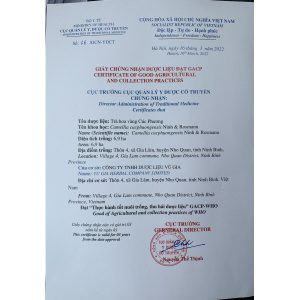 Trà Hoa Vàng Thượng Phẩm - Golden Camelia
