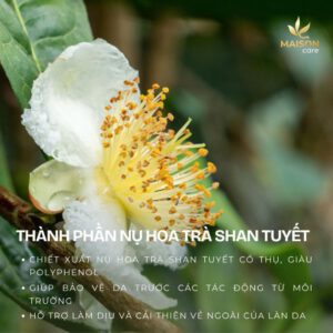 Nụ hoa trà Shan Tuyết - thành phần kem cấp ẩm Nụ hoa trà Shan Tuyết - thành phần kem cấp ẩm