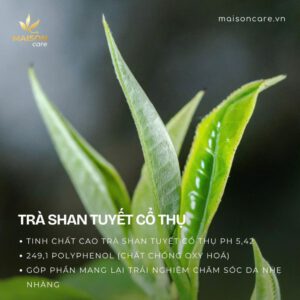 Lá trà Shan Tuyết cổ thụ - nguyên liệu kem chăm sóc da mụn