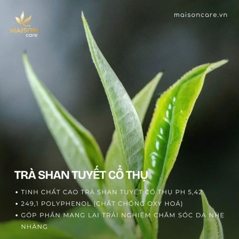 Lá trà Shan Tuyết cổ thụ - nguyên liệu kem chăm sóc da mụn