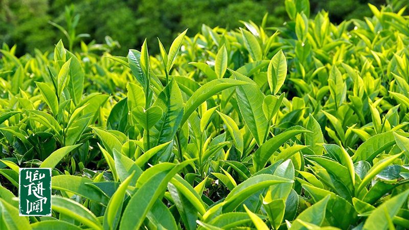 Trà xanh được làm từ lá của cây chè, chè cổ thụ...