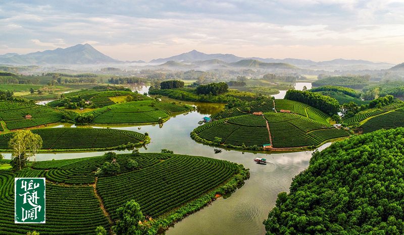 Đồi chè Thanh Chương Nghệ An với nhiều hoạt động du lịch 