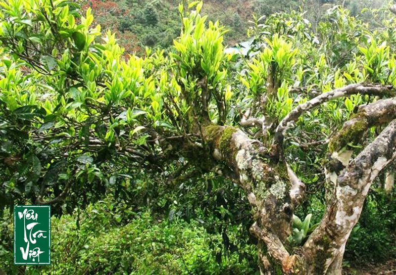 Trà quý và sạch bởi may mù quanh năm bao phủ 