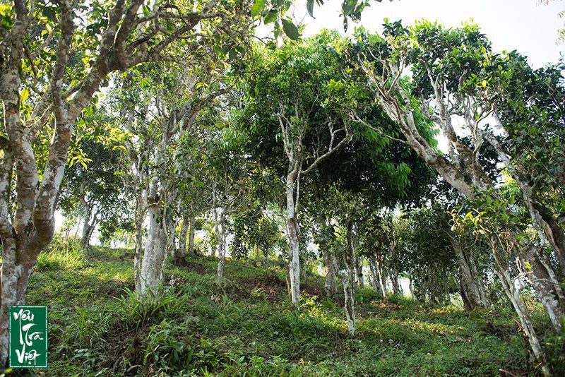 Những cây chè Tả Thàng - Lào Cai 