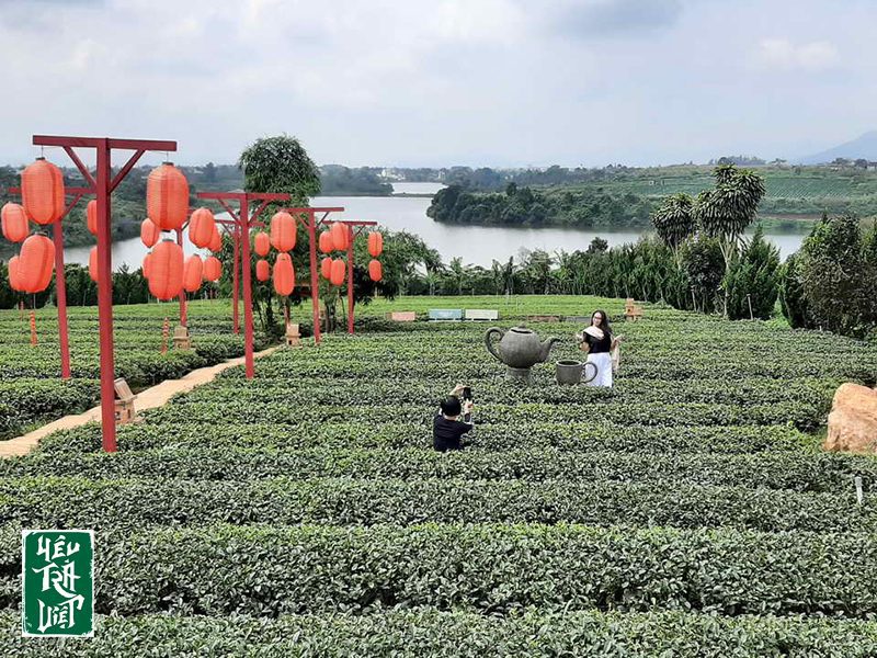 Đồi chè ở Chùa Trà - Lâm Đồng 